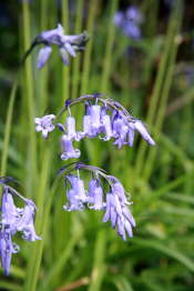 A Bluebell