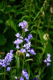 Another Bluebell