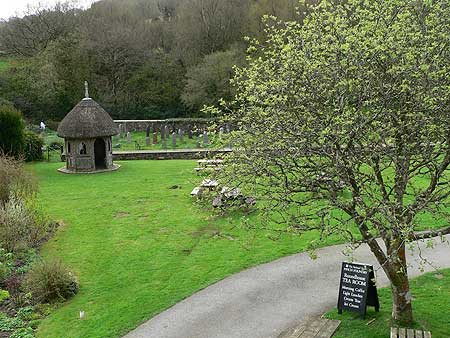 trees and cemetery