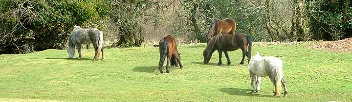 Belstone ponies