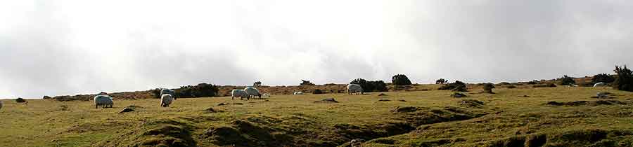 Moorland sheep