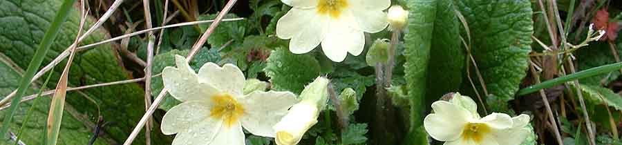 Wild Primroses