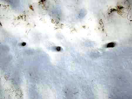 Fox tracks