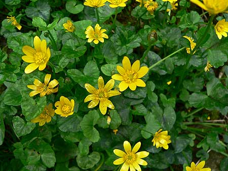 yellow wild flowers