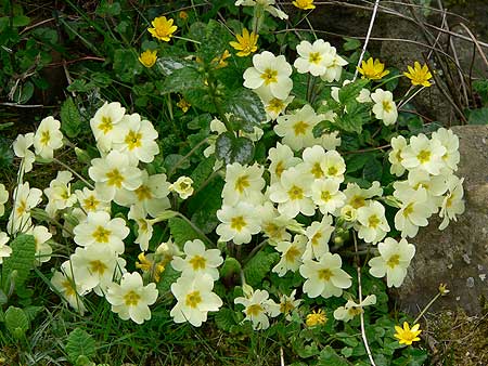 primroses