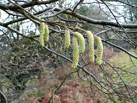 Catkins a hint of spring