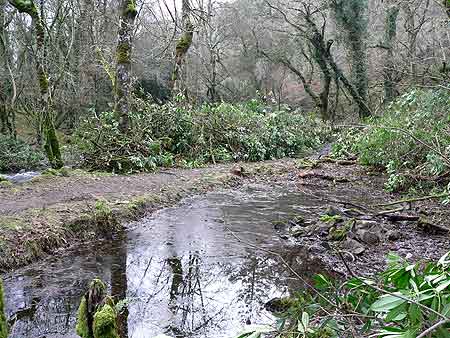 Clearing the Taw riverbank