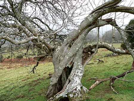 A damaged tree