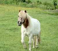 Wicked, a Dartmoor Hill pony
