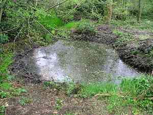 Wildlife pond - or bacteria