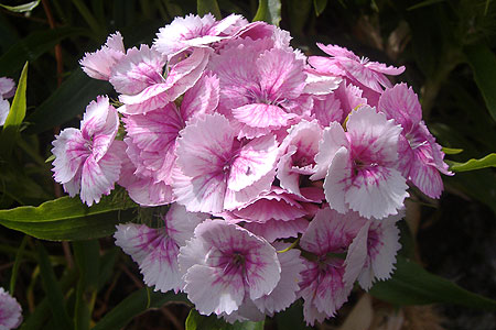 pink and white flower