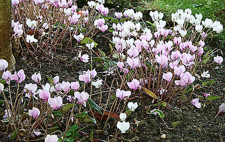 crocus under tree