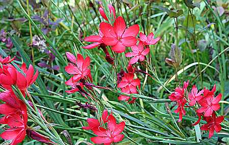 red flower spray