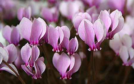 autumn crocus