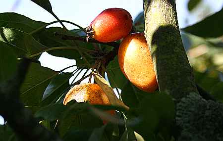 crab apples