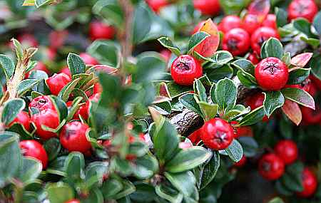 red berries