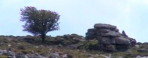 A Hawthorn tree and a tor
