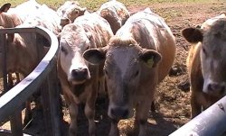 Cows watching