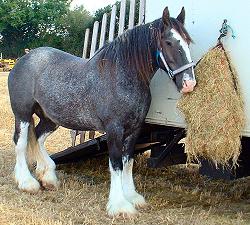 Shire horse eating hay