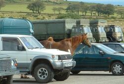 Army Trucks and Horse Boxes