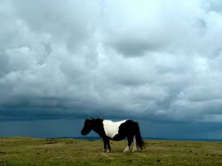 A moorland pony on Dartmoor