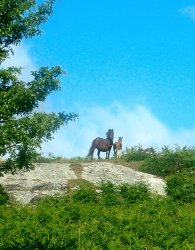 Shillstone Rocks