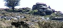 Trees and granite