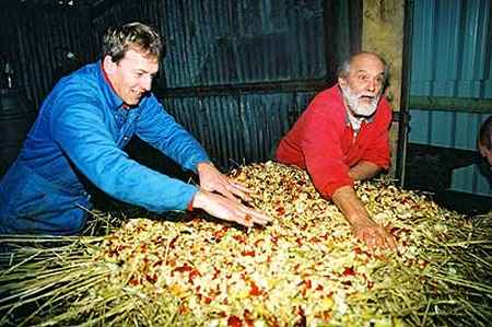 apples and straw