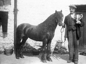 E.W. White and his prize winning pony
