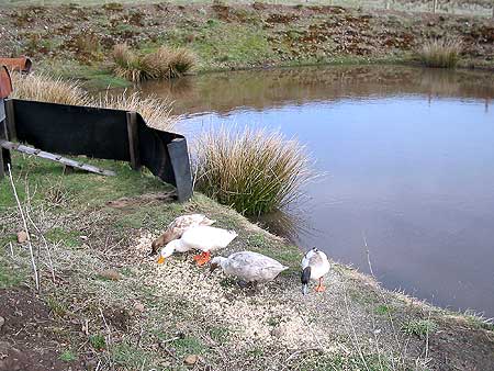 ducjs feeding