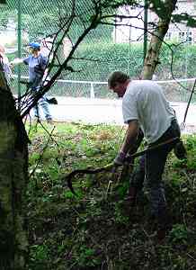 the undergrowth