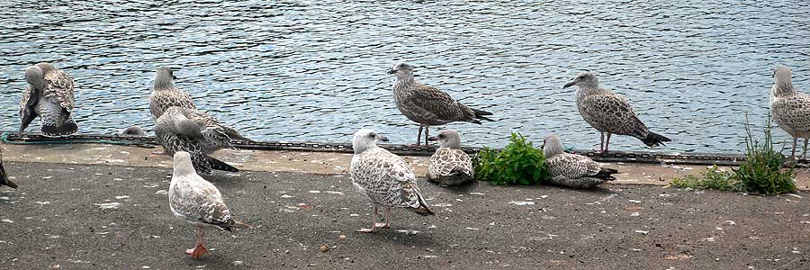 seegulls