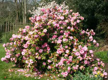 pink blossom abundance