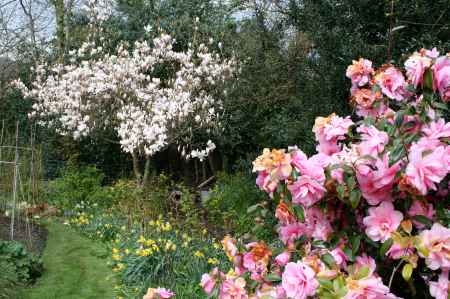 view to magnolia