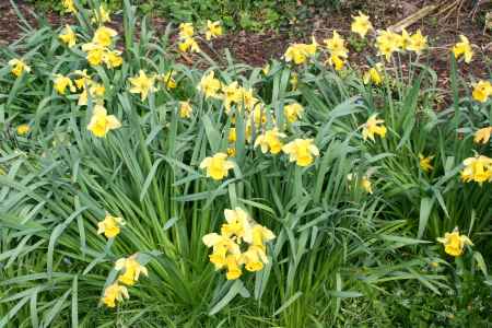 daffodils