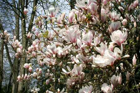 magnolia in the sun