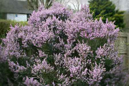 lavender bush