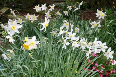 jonquils