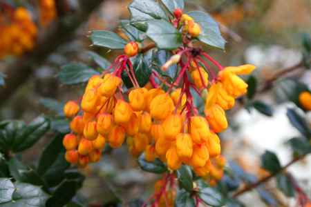 orange coloured blossom