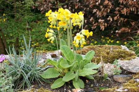 cowslip