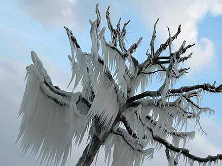 iced tree