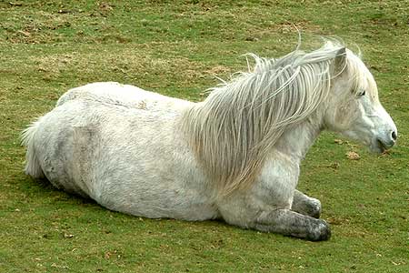 pony