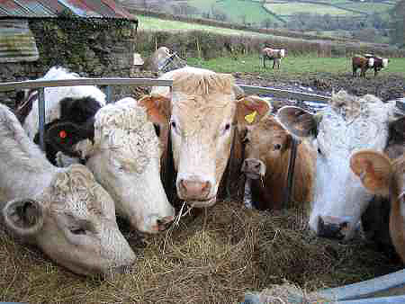 cows close up