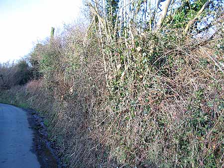 Throwleigh Road hedges