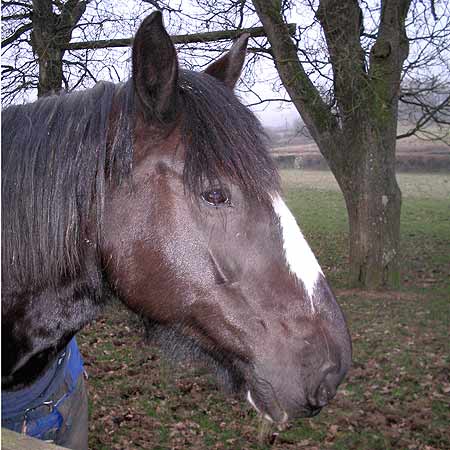 Lily waiting for her tea