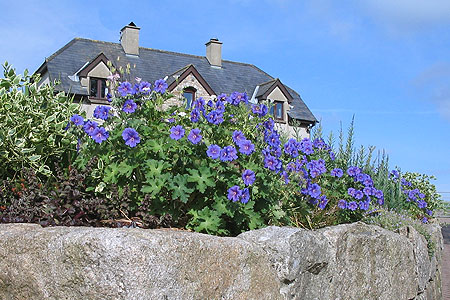 Blue geraniums