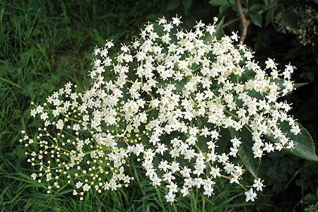 White elderflowers