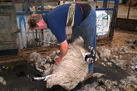 Ewe being sheared