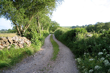 View down leafy lane