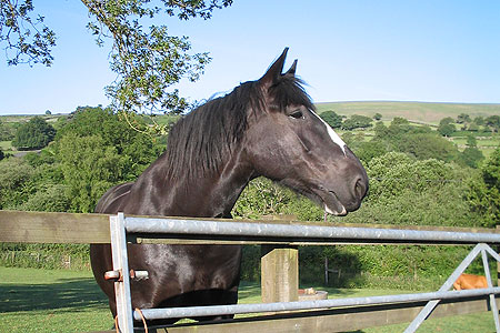 Lily the horse looking over gate